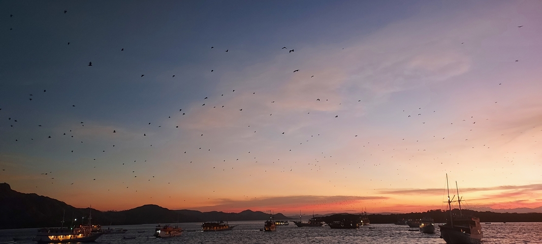 Birds flying over a bay during sunset.