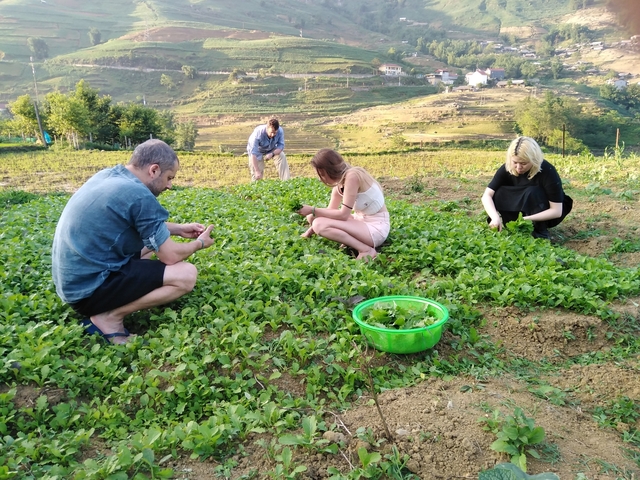 People harvesting crops in a field with mountains in the distance.