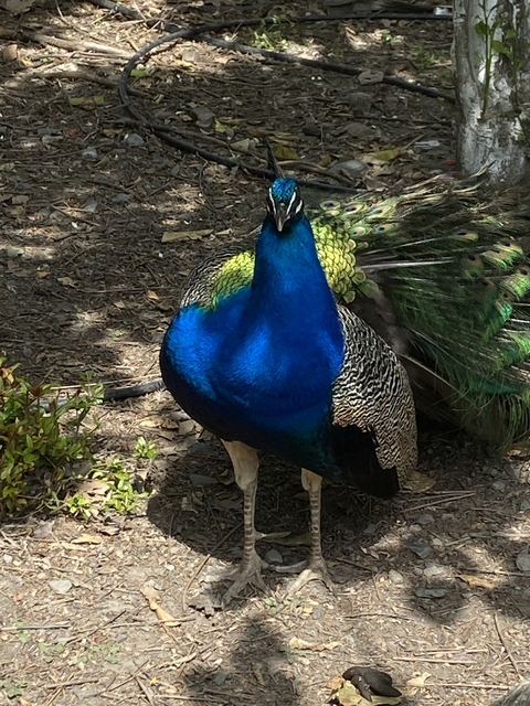 Colorful peacock with its tail down in a natural setting.