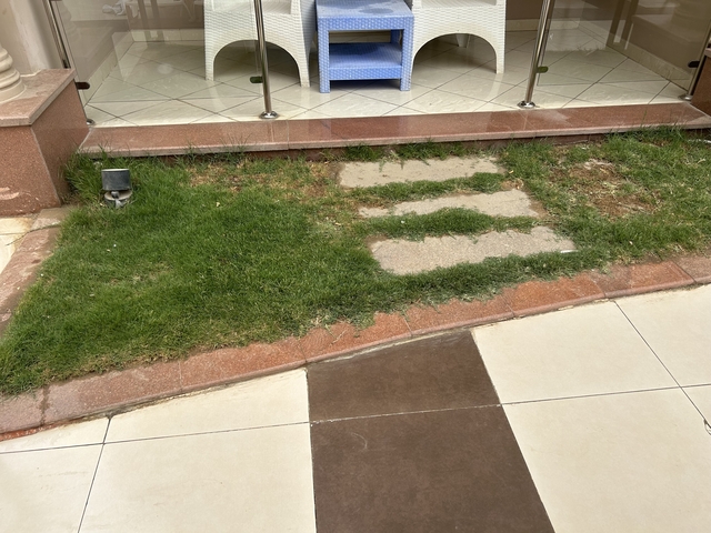 Grass and stone pathway in a garden area.
