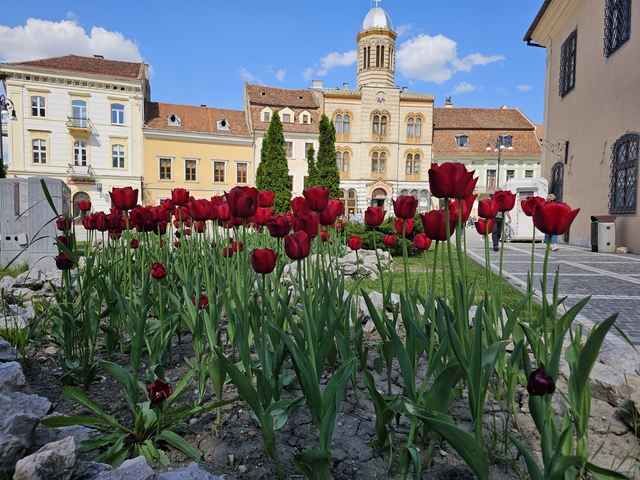 Tulip garden with historical building in the background.