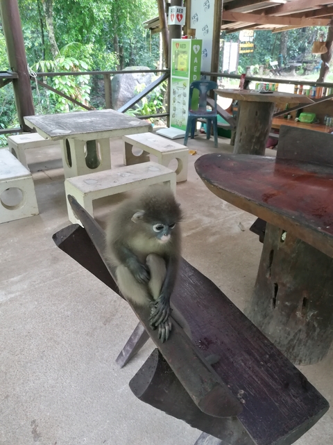 Young monkey sitting on a wooden surface.