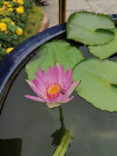 Close-up of a pink water lily with a bee.
