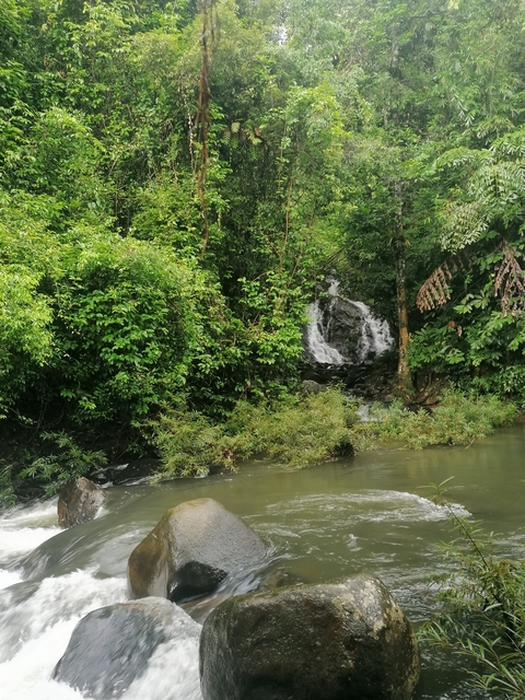 Small waterfall in a green forest area.