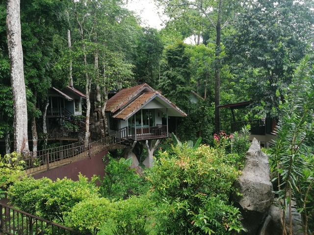 Treehouses amidst dense jungle foliage.