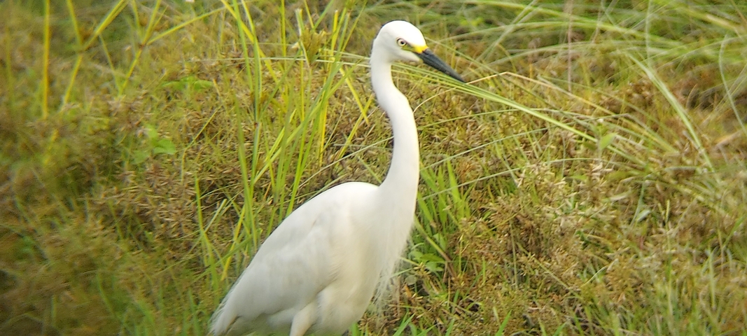A white egret standing in a grassy marsh