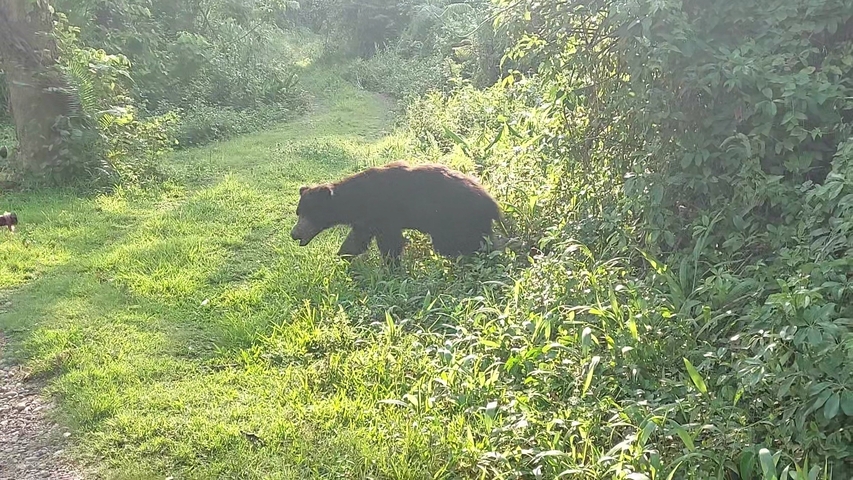 A bear walking through lush greenery in a forest