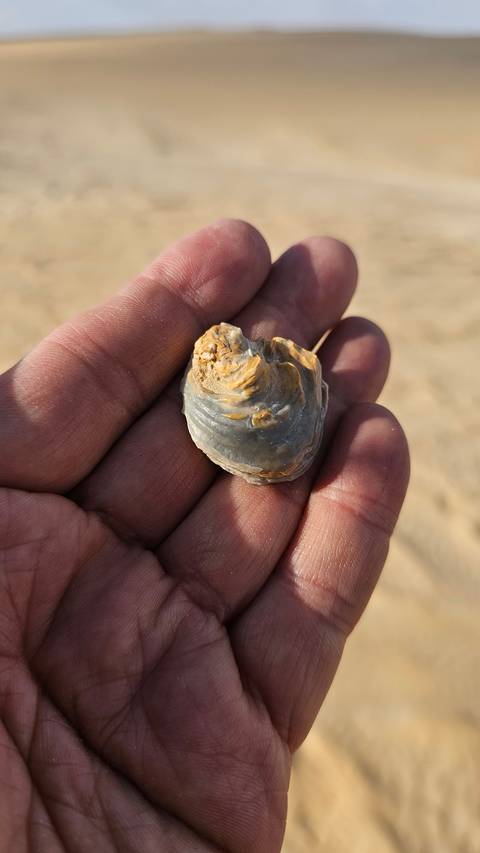 Close-up of a shell being held in a hand.