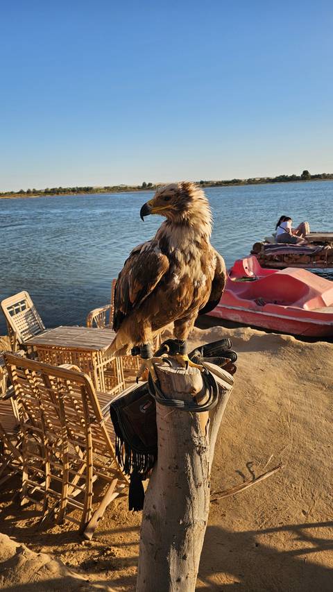 Bird perched near a water body.