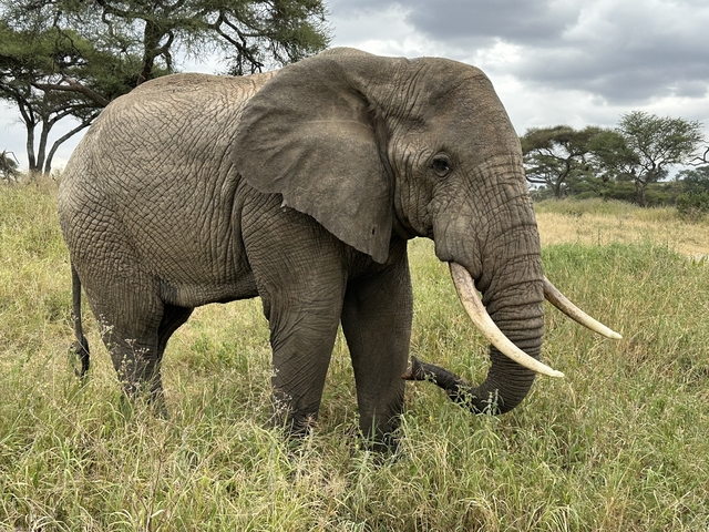 Elephant grazing in a grassy field
