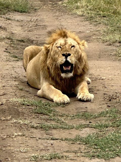 Close-up of a lion resting on the ground