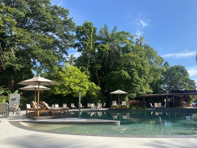 Resort pool with deck chairs surrounded by trees