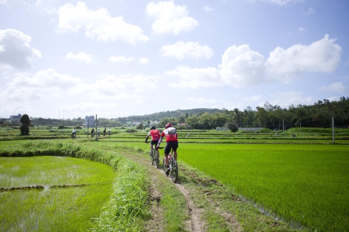 Cyclists riding through lush green rice fields.