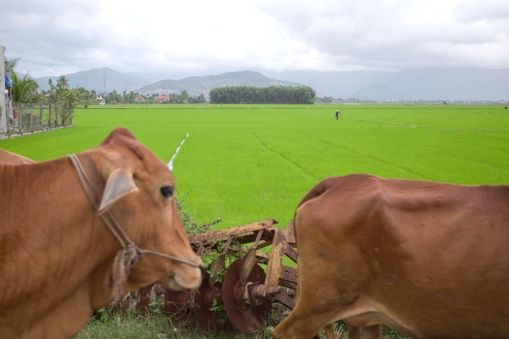 Two cows in a field with mountains in the background.