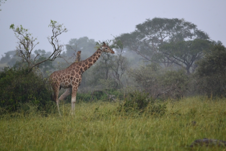 A giraffe standing amidst trees on a cloudy day.