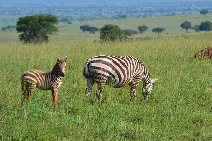 A zebra and its foal grazing in a field.