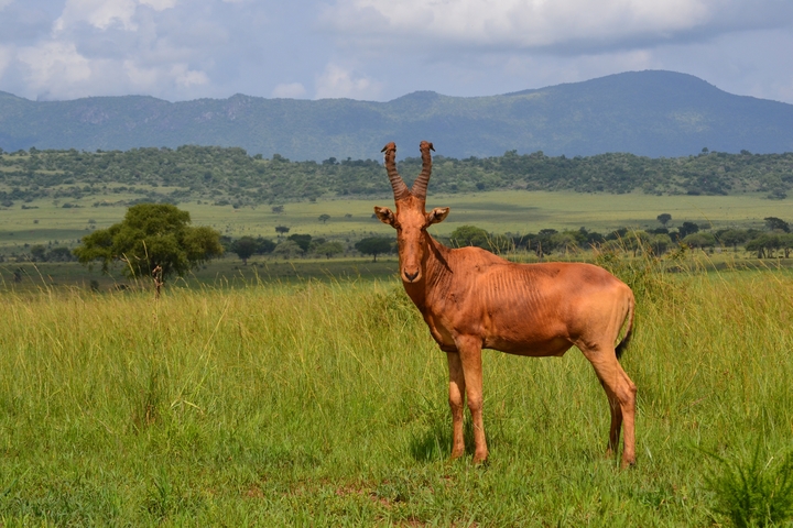 A hartebeest standing in a field with mountains in the distance.