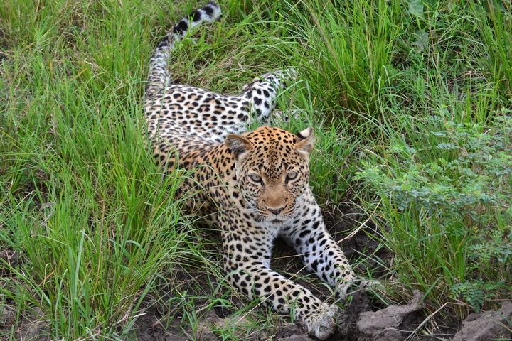 A leopard lying in the grass, appearing alert.