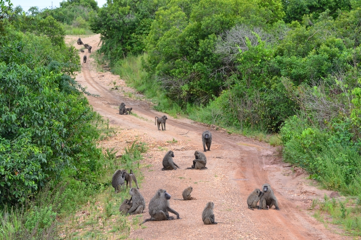 A troop of baboons on a dirt road.
