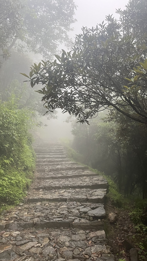 Foggy forest path with stone steps and dense foliage.