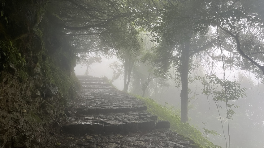 Misty stone pathway through a forest with lush greenery.