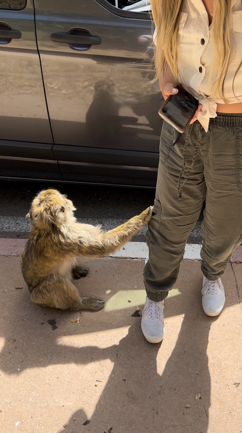 Monkey standing next to a person, grabbing their pants.