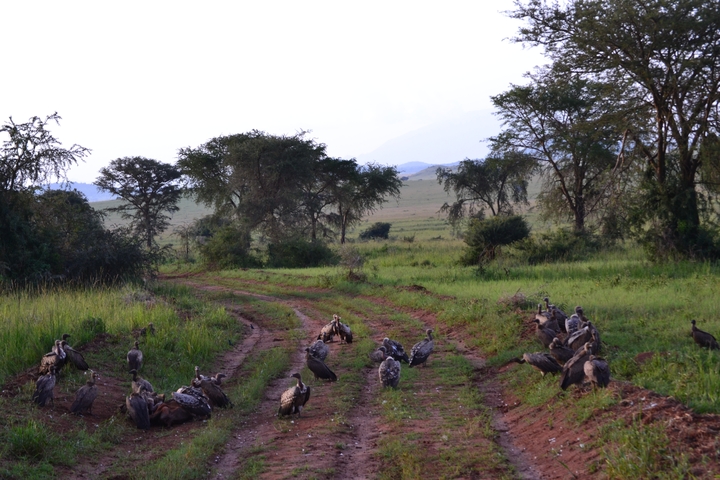 A group of vultures gathered on a dirt road in a savannah landscape.