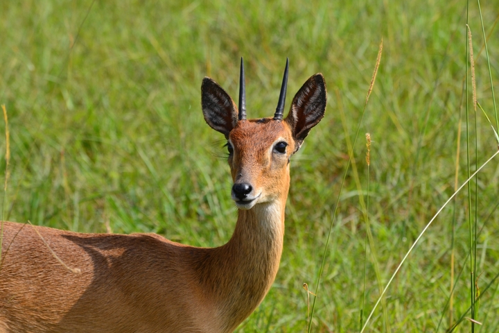 A close-up of an antelope in lush grassland.