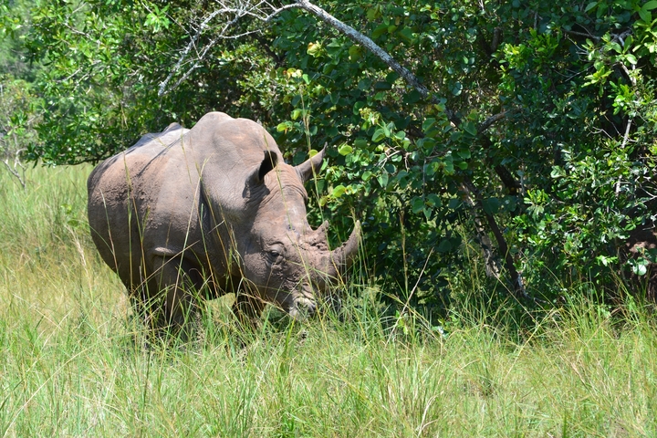 Rhino grazing in the wild surrounded by greenery.