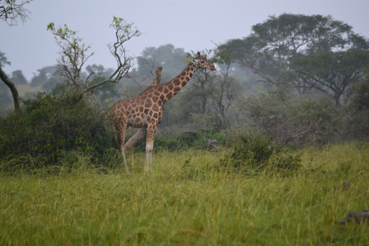 A giraffe standing in tall grass with trees around.