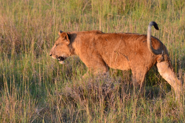 A lioness walking through tall grass in a savannah.