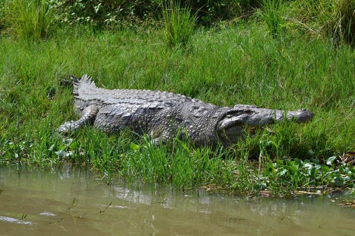 A crocodile basking in the sun on the riverbank.