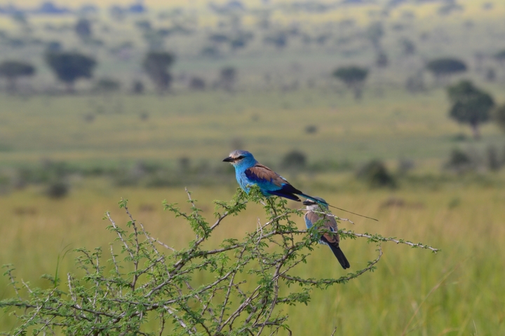 A small bird with colorful plumage perched on a bush.