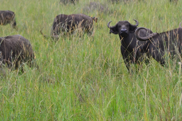 Herd of buffaloes grazing in the savanna grass.