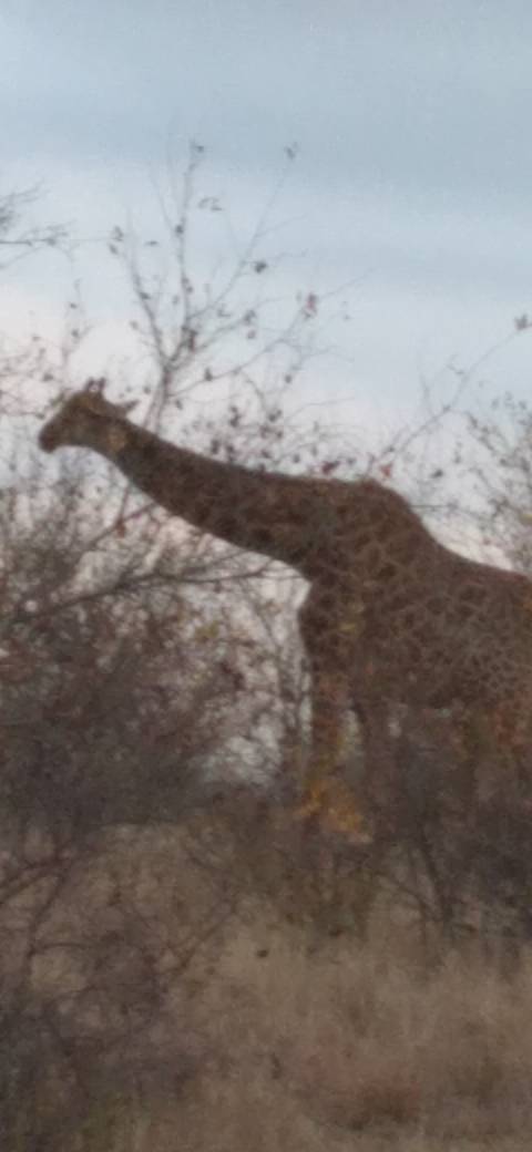 Blurry image of a giraffe among bushes.