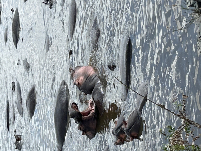 Hippopotamuses submerged in water.