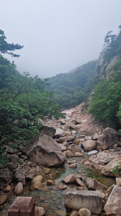 Rocky riverbed surrounded by forest.