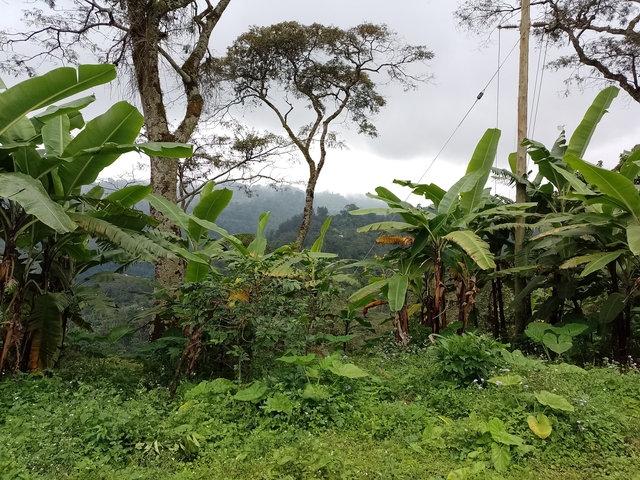 Dense greenery with trees and vegetation.