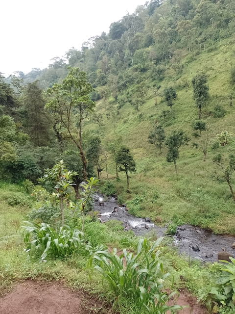 Stream flowing through a lush green valley.