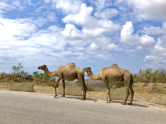 Two camels walking on the road with a scenic landscape in the background.