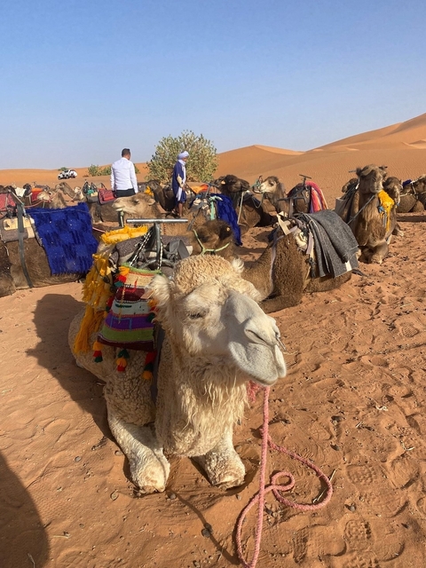 Camels resting in the desert with colorful blankets.