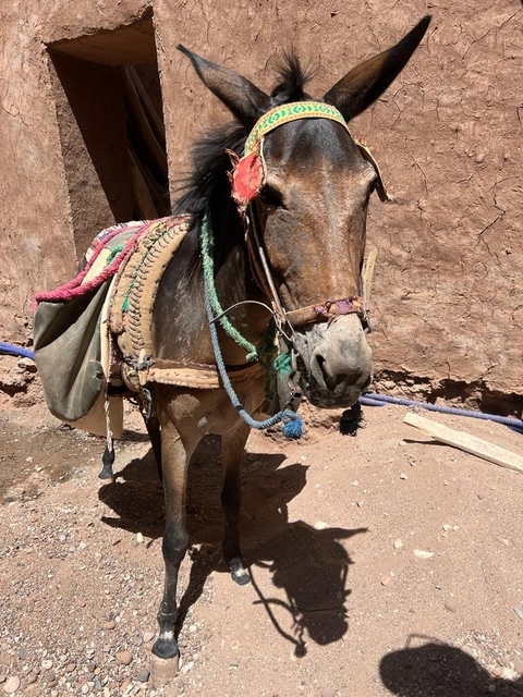 Photo d'avis client sur Circuit privé de 8 jours au départ de Casablanca : Chefchaouen, Fès, Désert, Marrakech.