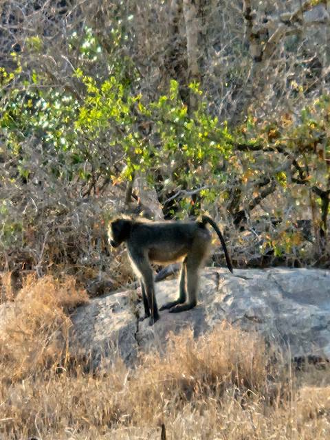 A baboon in natural habitat.