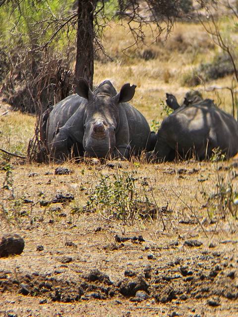 A rhino partially hidden by a tree.