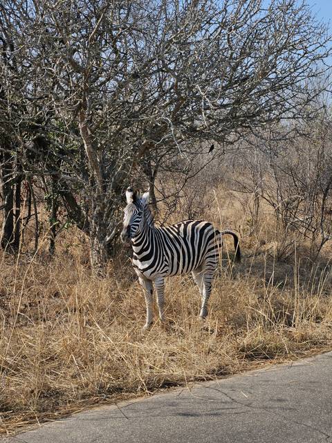 Zebra standing next to a tree.