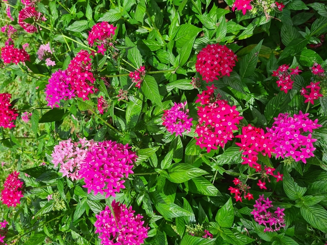 Close-up of vibrant pink flowers.