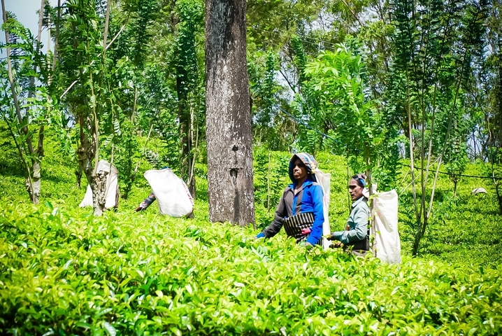 Workers harvesting tea leaves in a plantation.