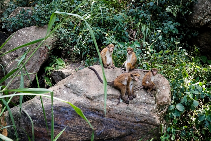 Group of monkeys on a rock in a forested area.