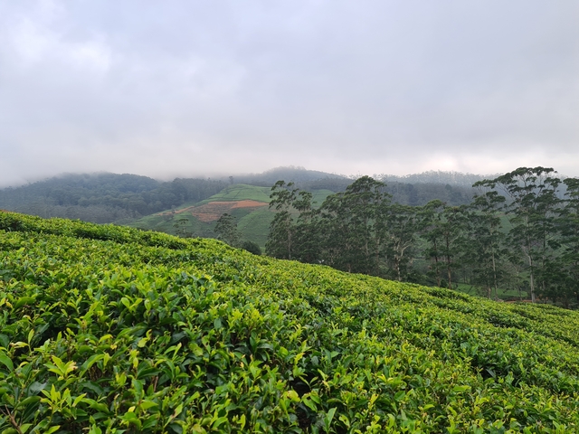 Lush tea plantations under overcast sky.