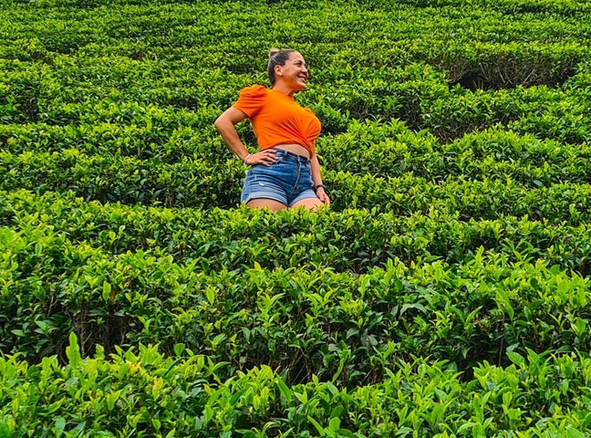 Person standing in a tea field on a sunny day.